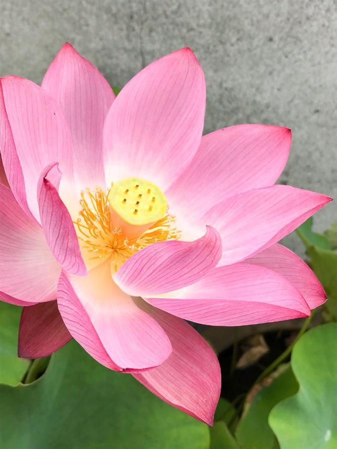 Guesthouse Nishihara 아타미 외부 사진